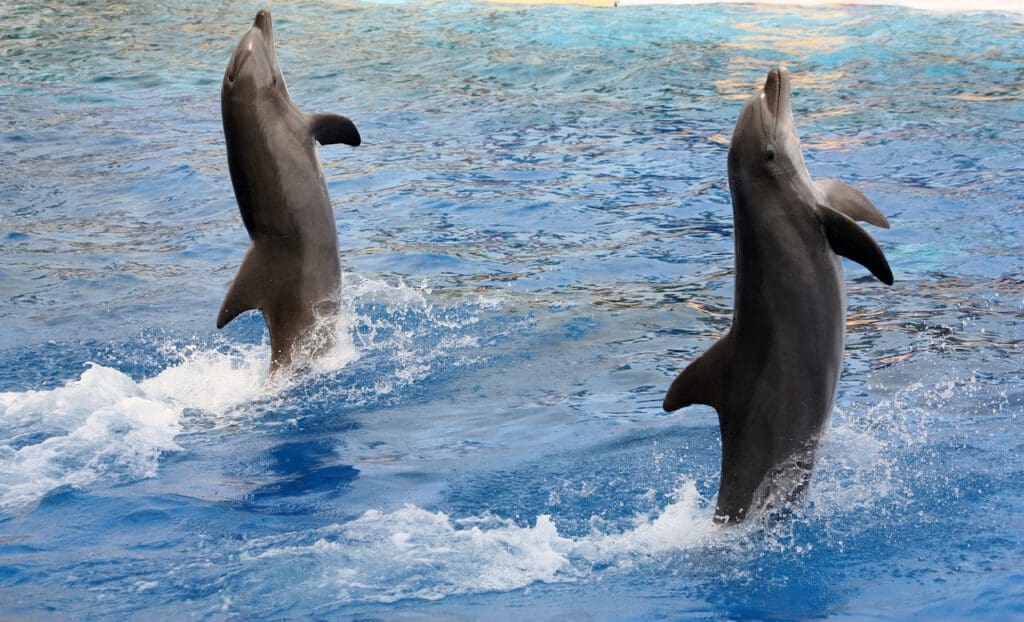 dolphins, acrobatics, marineland